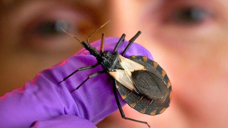 cdc_210405_kissing_bug_chagas_beetle_800x450