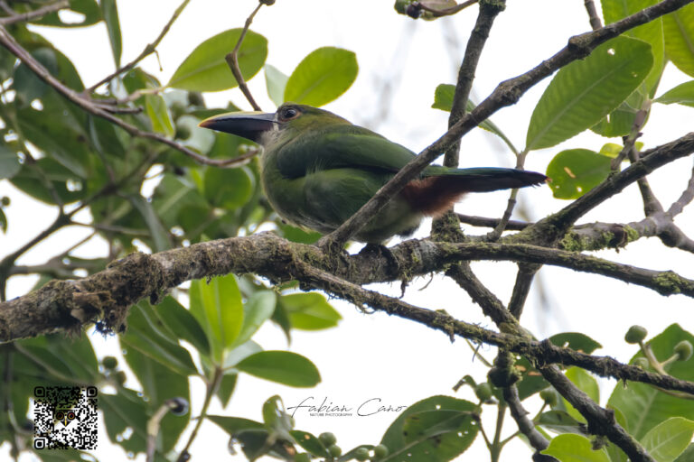 Southern Emerald-Toucanet (1)