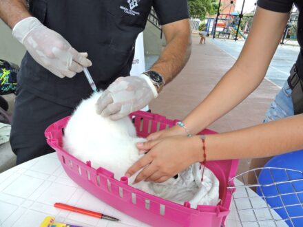 Casanare espera vacunar 80 mil mascotas