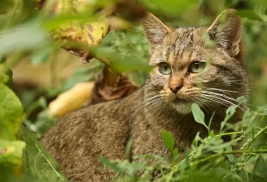 gato_montes_imagen_de_referencia_.jpg