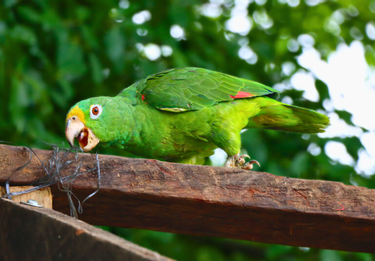 De nuevo a la libertad. Loros