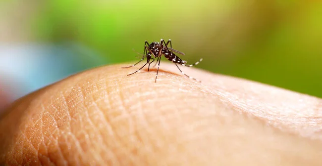 mosquito-borne-diseases