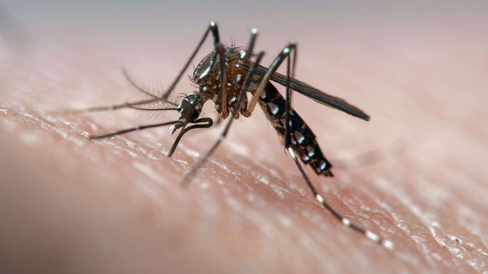 mosquito-dengue-fever-gty-lv-230926_1695769504532_hpMain_16x9_1600