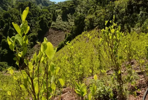 planta_de_coca_1.jpg