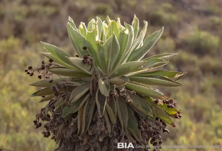 frailejon_cabrera_espeletia_cabrerensis_felipe_villegasvelez.jpg