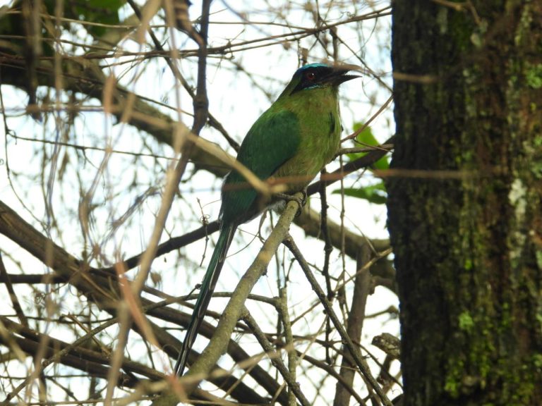 Casanare, una potencia en aviturismo Continúa su ascenso durante el Global Big Day (7)