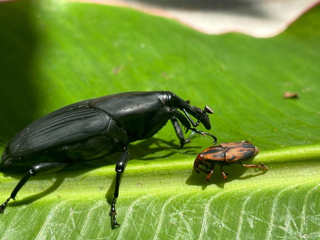 En Casanare investigan sobre insectos picudos en cultivos de palma y ...