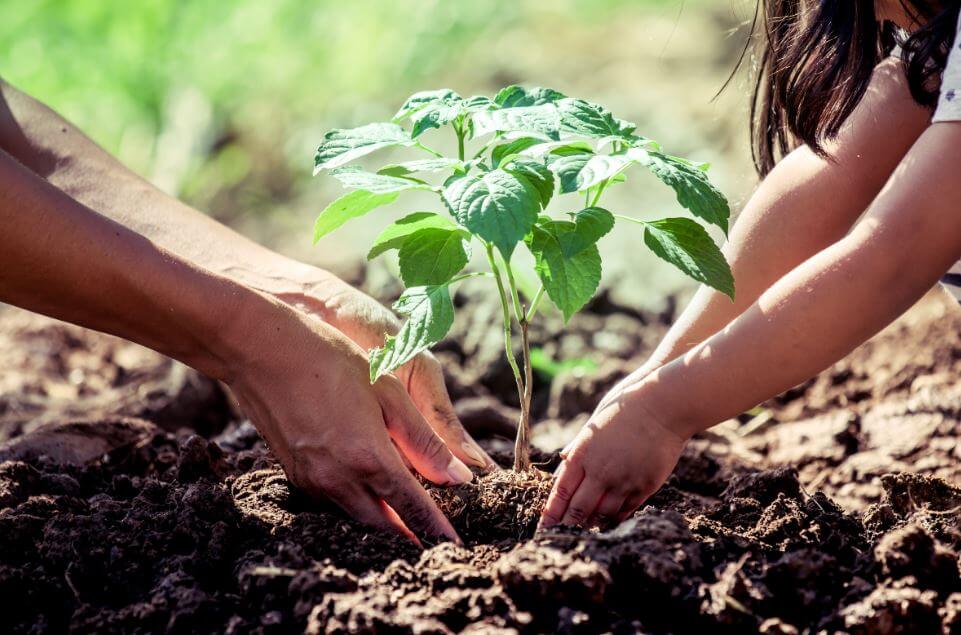 consejos-para-plantar-arbol